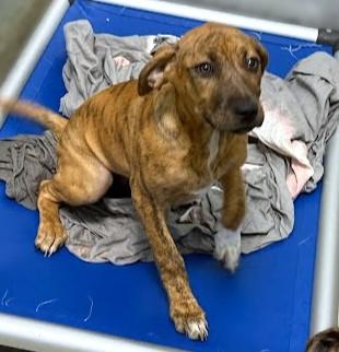 Shelly, Adoptable, Puppy Female Hound & Mixed Breed.