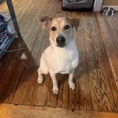 Benny, ADOPTABLE, Young Male Australian Shepherd & Labrador Retriever.