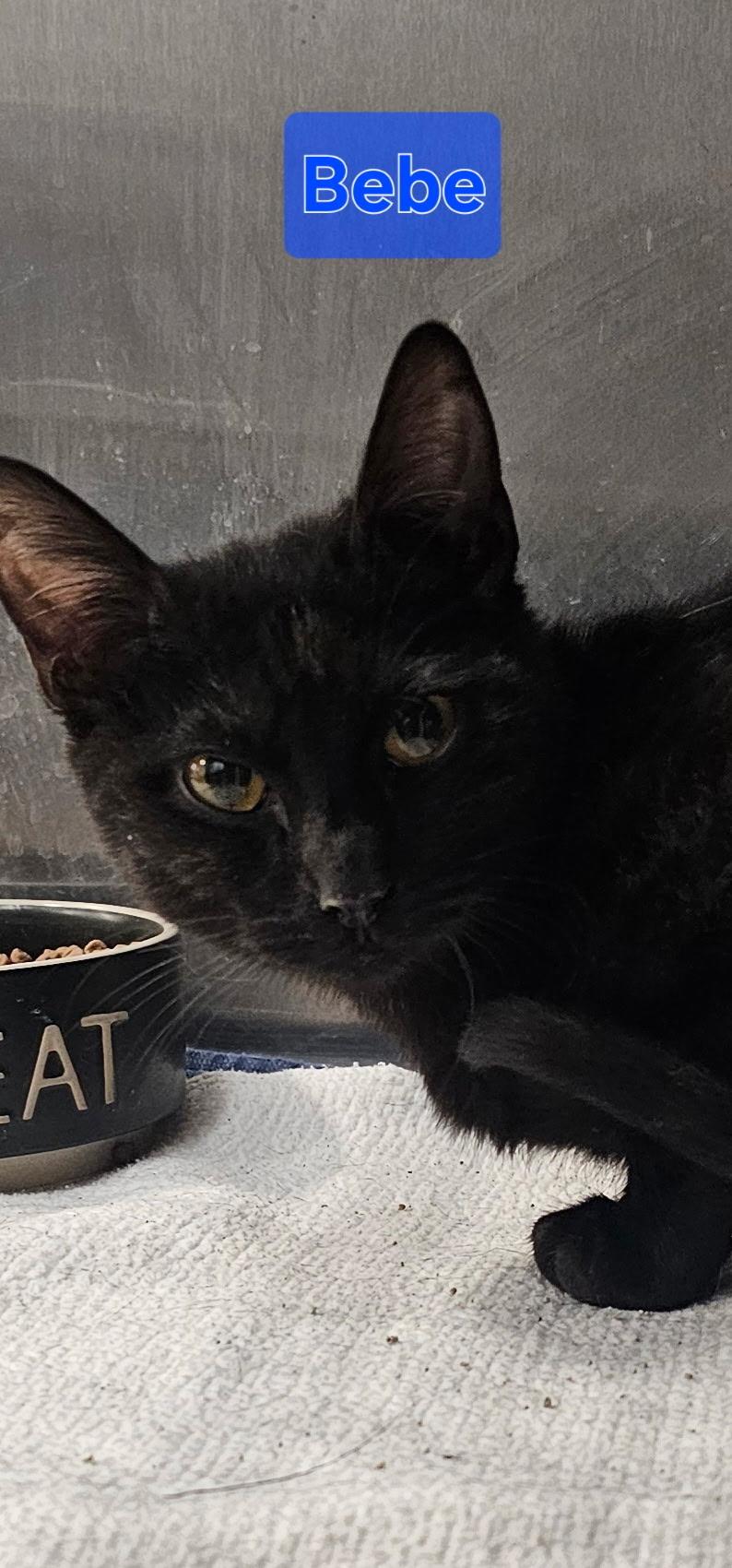 Bebe, adopted, Young Male Domestic Short Hair.