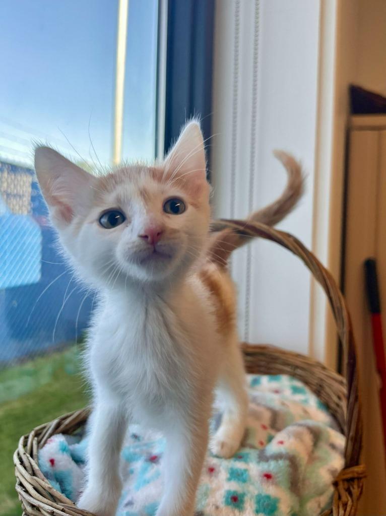 Enlarge Neville Longbottom, a Adoptable mixed breed in Minot, ND image 2/3