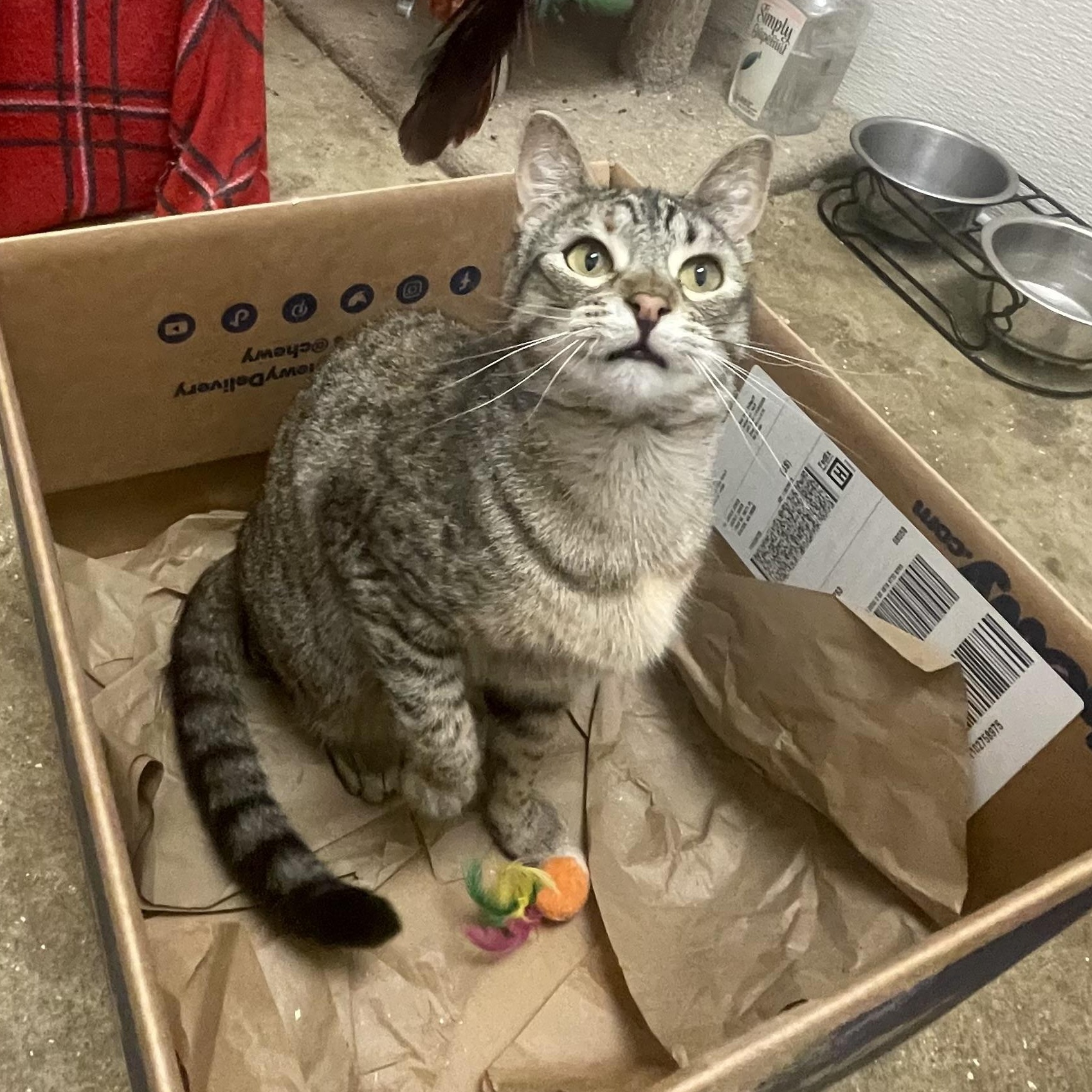 Enlarge Traverse, a Adoptable mixed breed in Stanwood, WA image 2/5