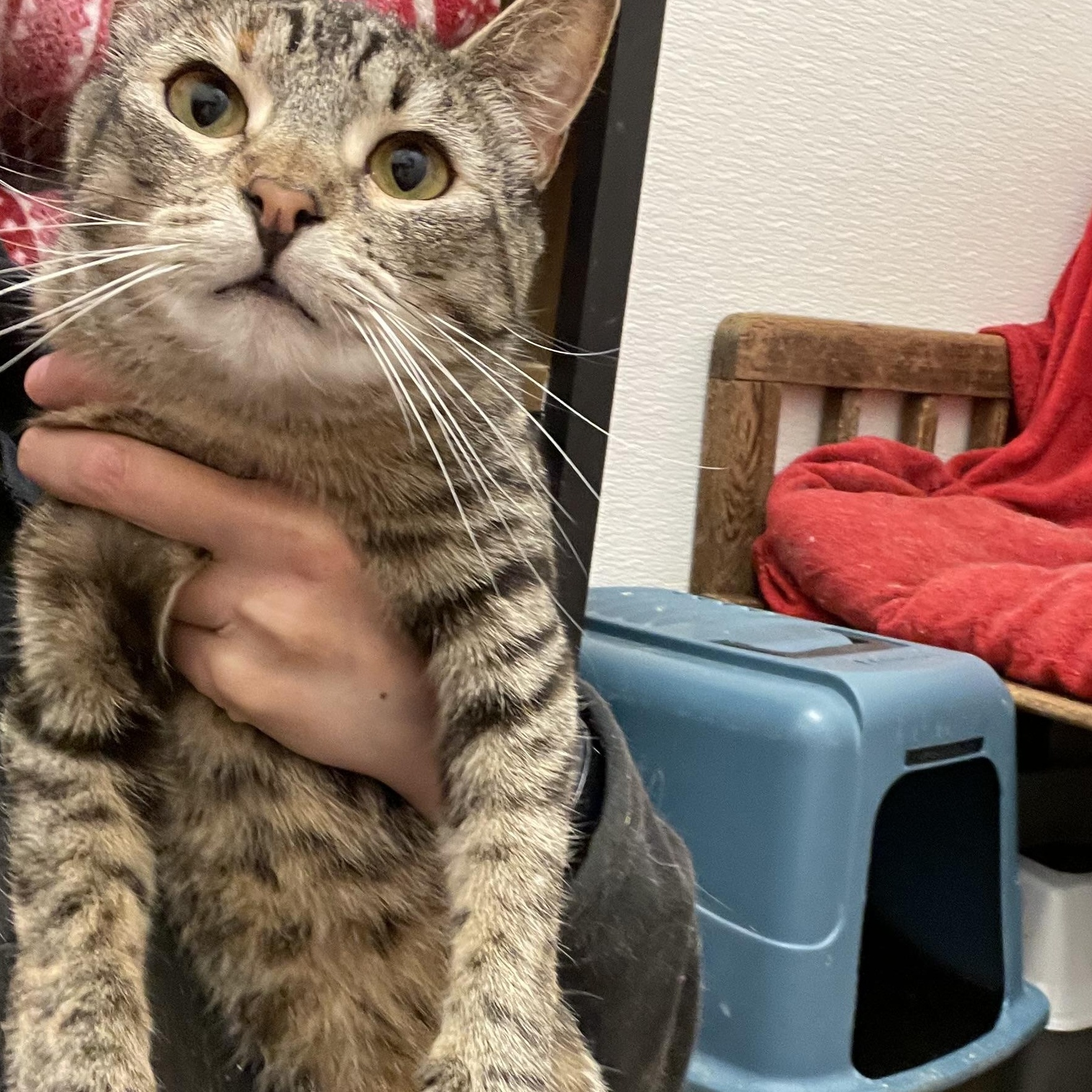 Enlarge Traverse, a Adoptable mixed breed in Stanwood, WA image 3/5