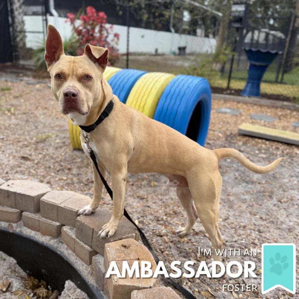 Josh, a Adoptable Mixed Breed in Sarasota, FL image 1/6