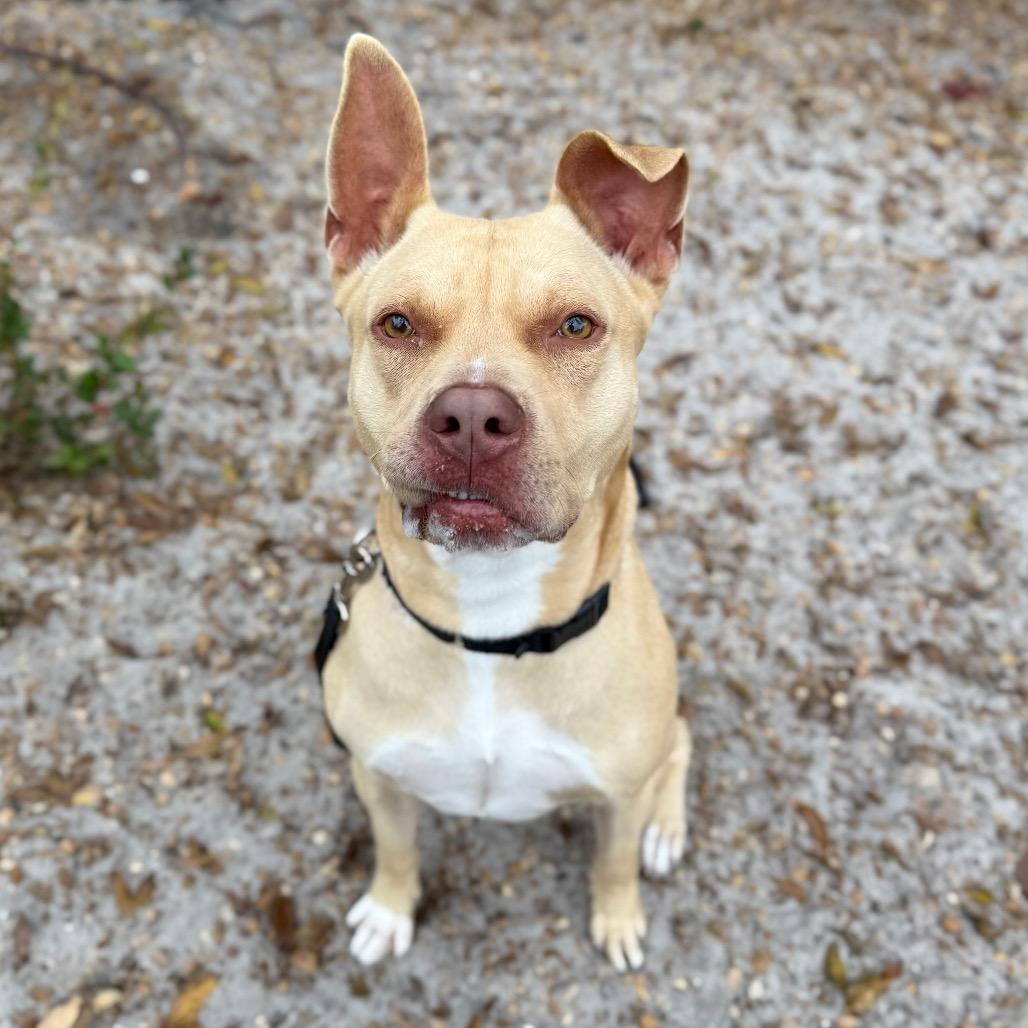 Enlarge Josh, a Adoptable Mixed Breed in Sarasota, FL image 4/6