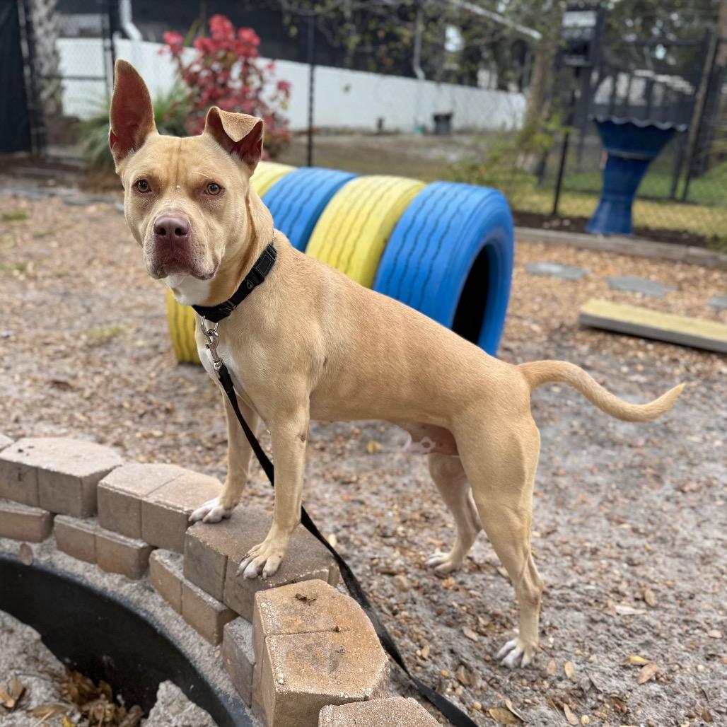 Enlarge Josh, a Adoptable Mixed Breed in Sarasota, FL image 5/6