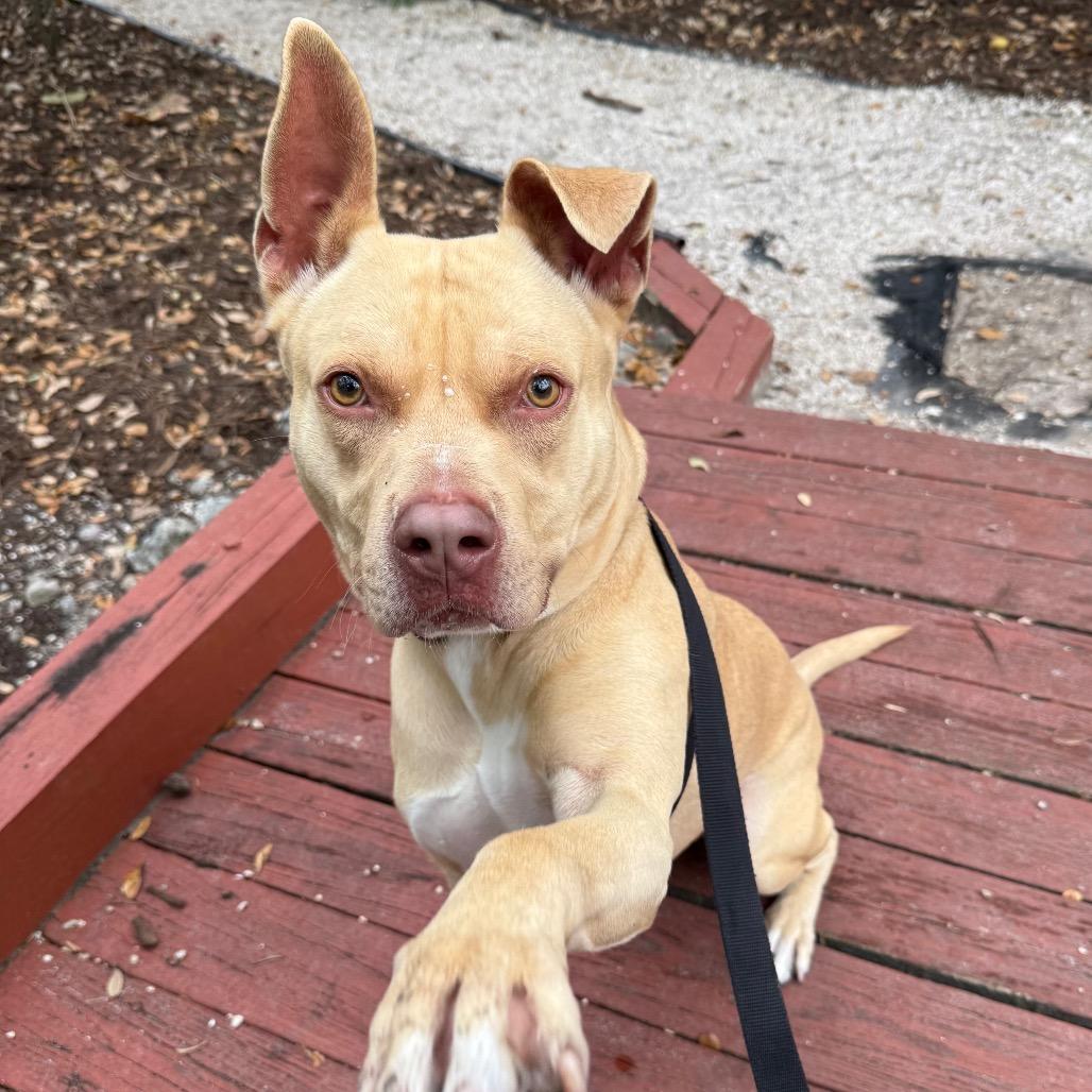 Enlarge Josh, a Adoptable Mixed Breed in Sarasota, FL image 6/6