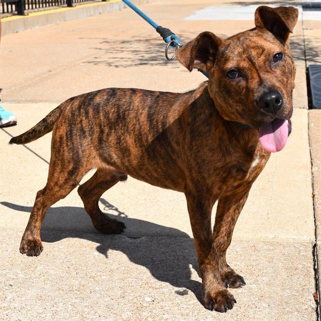 MARTIAN, Adoptable, Young Male Pit Bull Terrier & Mixed Breed.