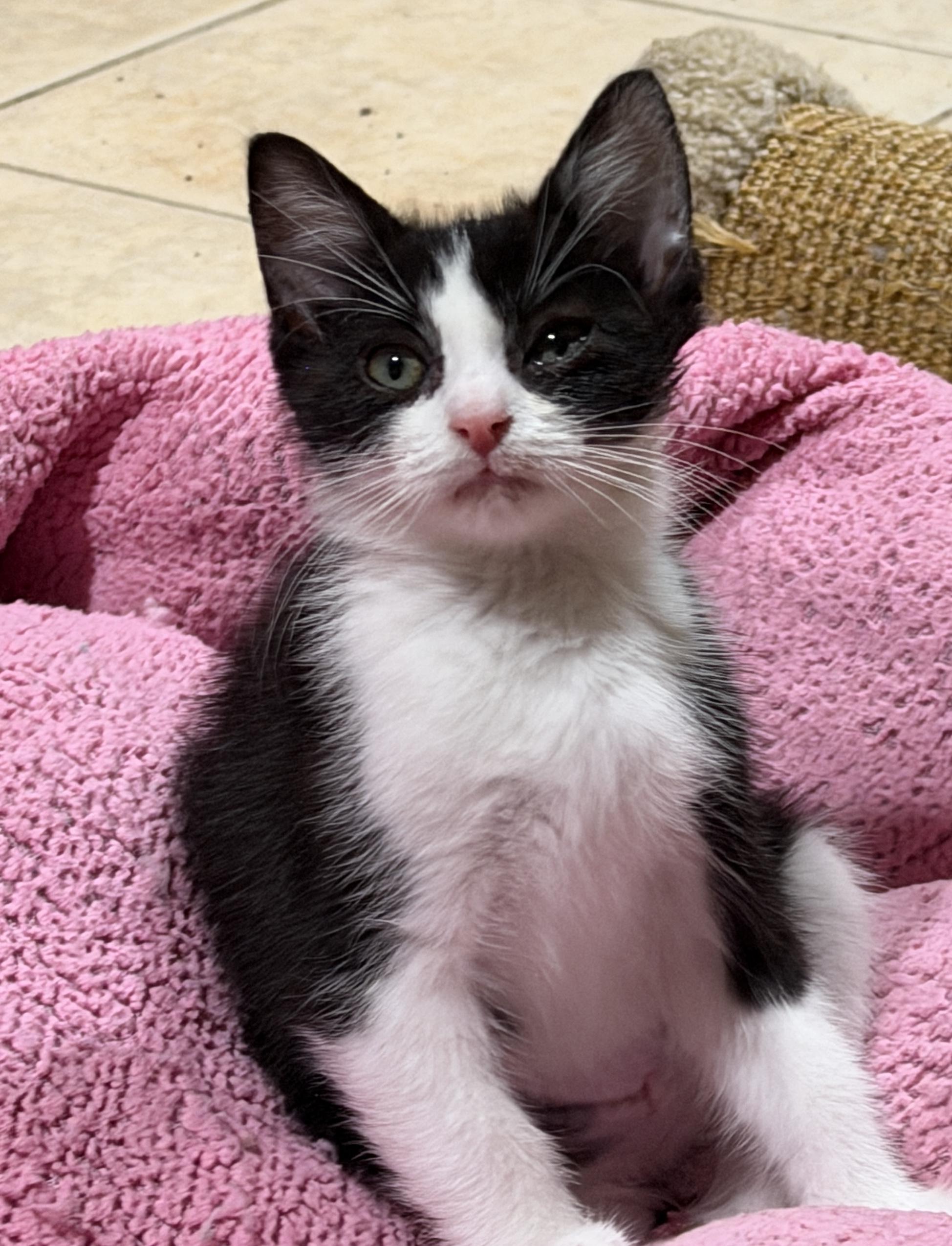 Betty Boop, adopted, Kitten Female Domestic Short Hair.