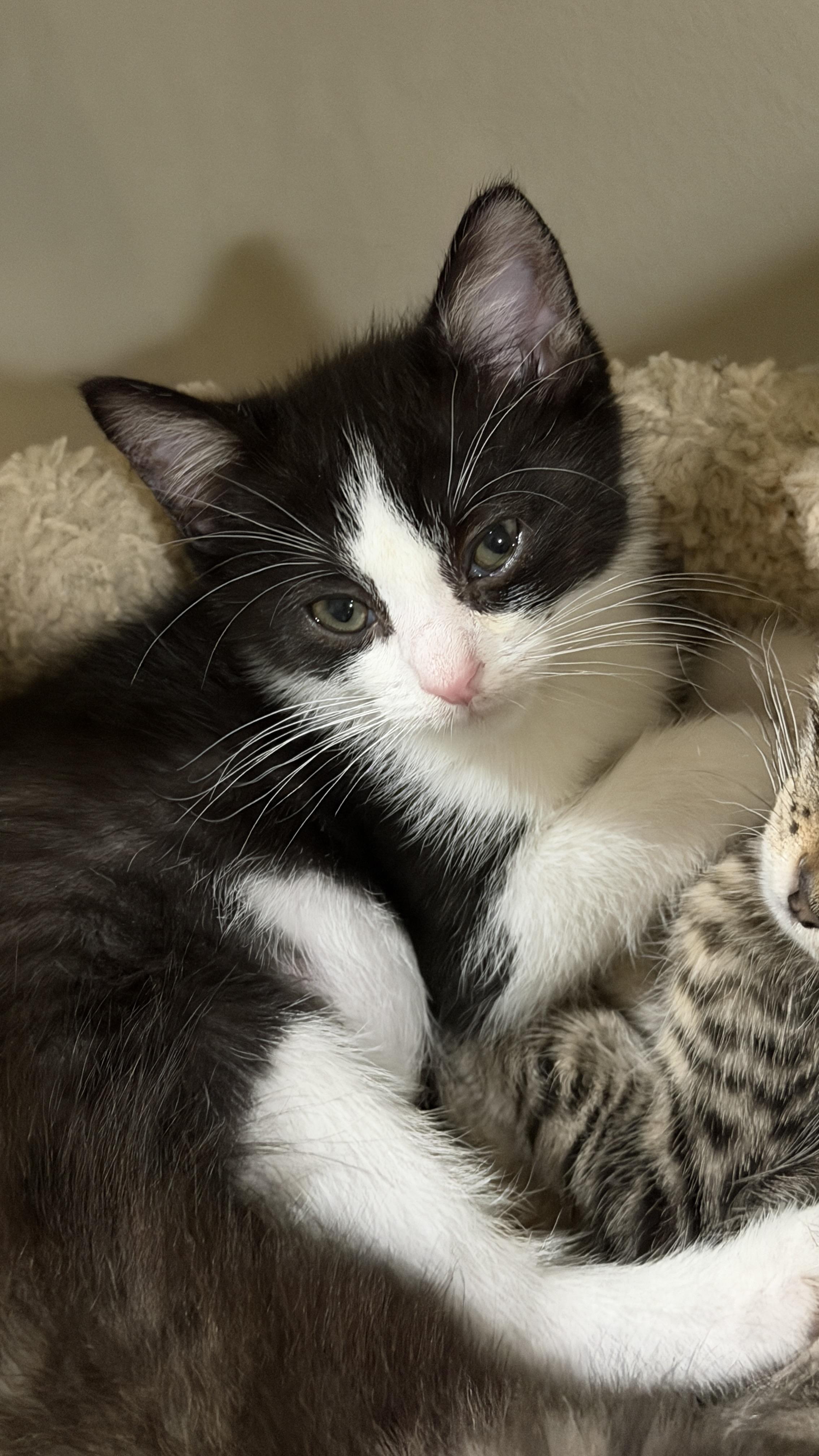 Betty Boop, an adopted Domestic Short Hair in East Hanover, NJ image 2/2