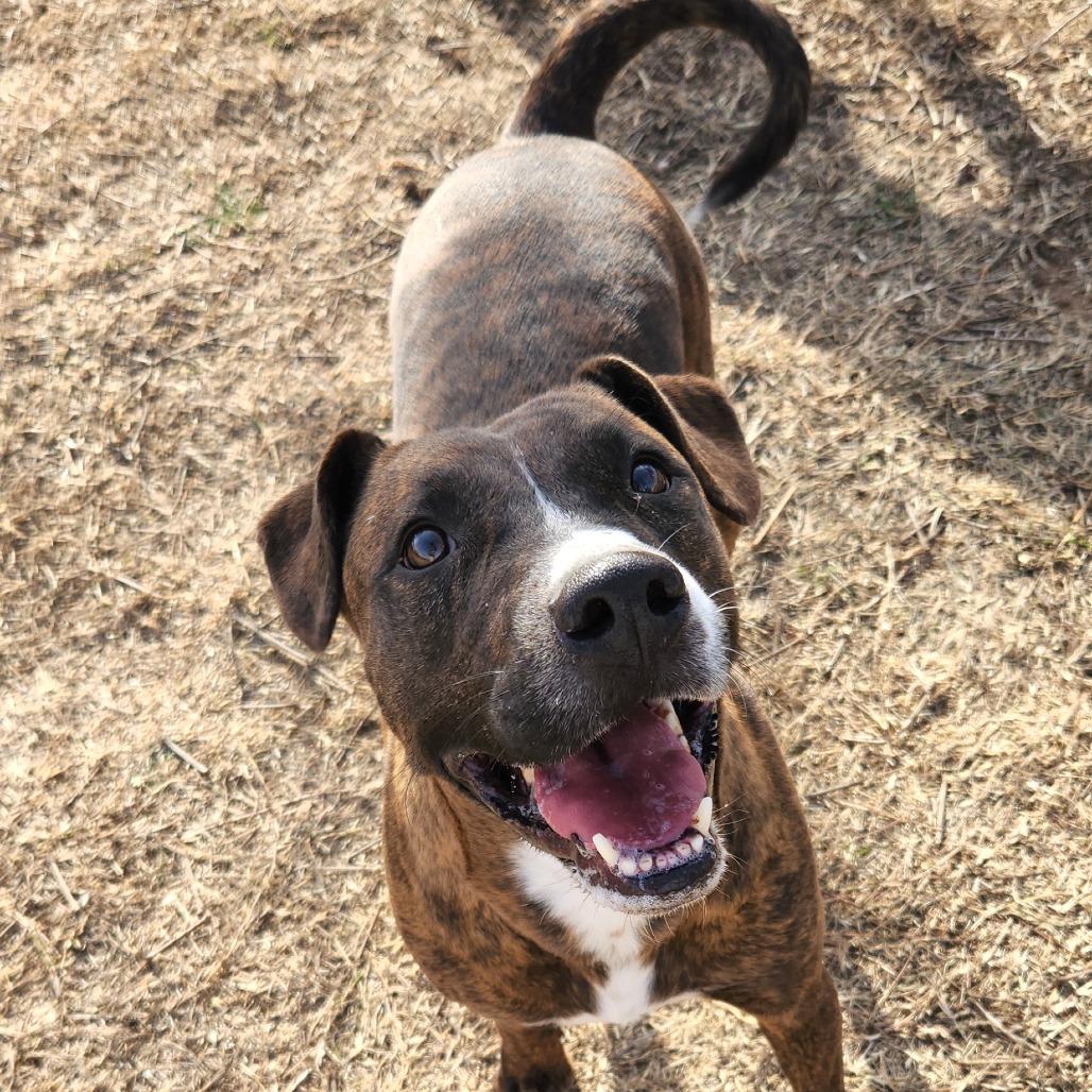 Enlarge Delilah, a Adoptable Pit Bull Terrier in Norman, OK image 1/2
