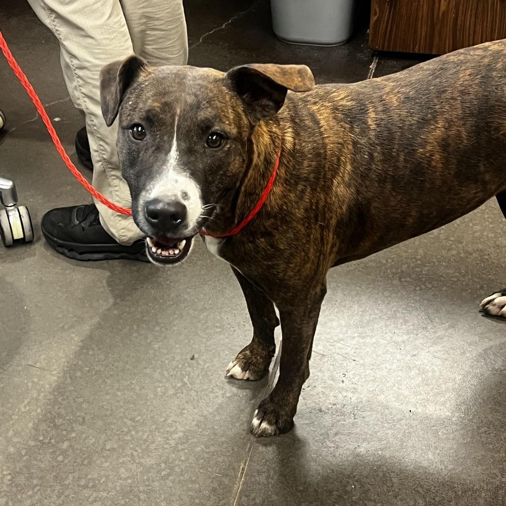 Enlarge Delilah, a Adoptable Pit Bull Terrier in Norman, OK image 2/2