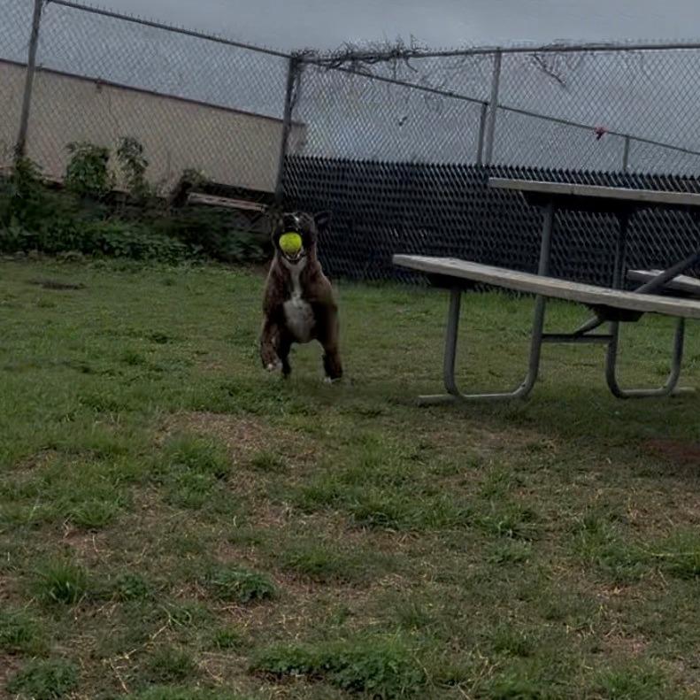 Enlarge Delilah, a Adoptable Pit Bull Terrier in Norman, OK image 3/6