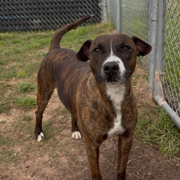 Enlarge Delilah, a Adoptable Pit Bull Terrier in Norman, OK image 4/6