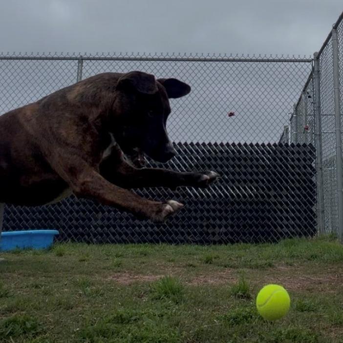 Enlarge Delilah, a Adoptable Pit Bull Terrier in Norman, OK image 5/6