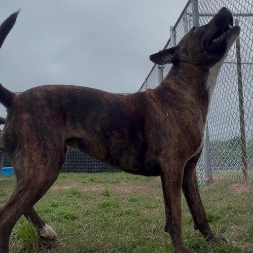 Enlarge Delilah, a Adoptable Pit Bull Terrier in Norman, OK image 6/6