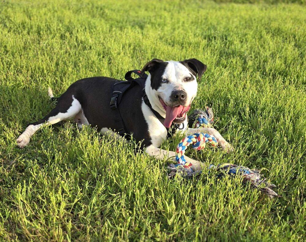 Romeo, Adoptable, Adult Male Labrador Retriever & Husky.