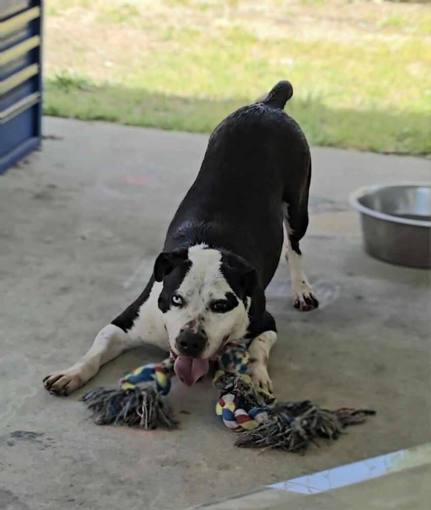 Enlarge Romeo, a Adoptable mixed breed in Wendell, NC image 2/5