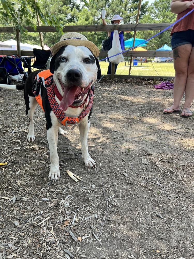 Enlarge Romeo, a Adoptable mixed breed in Wendell, NC image 3/5