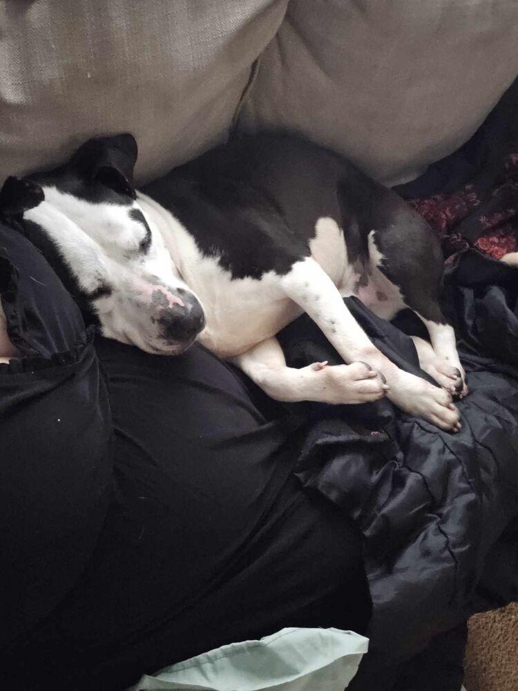 Enlarge Romeo, a Adoptable mixed breed in Wendell, NC image 5/5