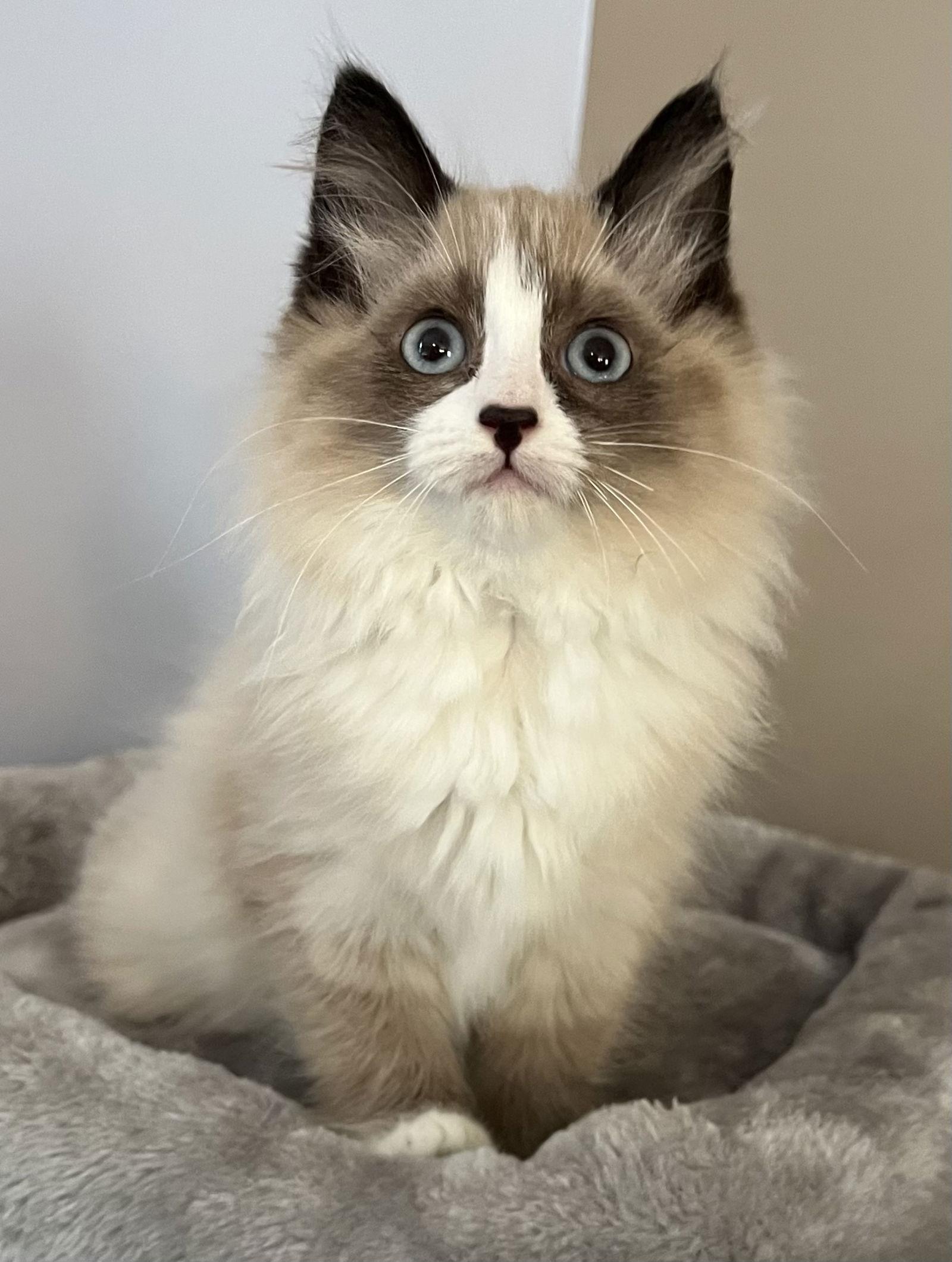 Enlarge Cloud, a Adopted Domestic Short Hair in Elkins, WV image 1/1