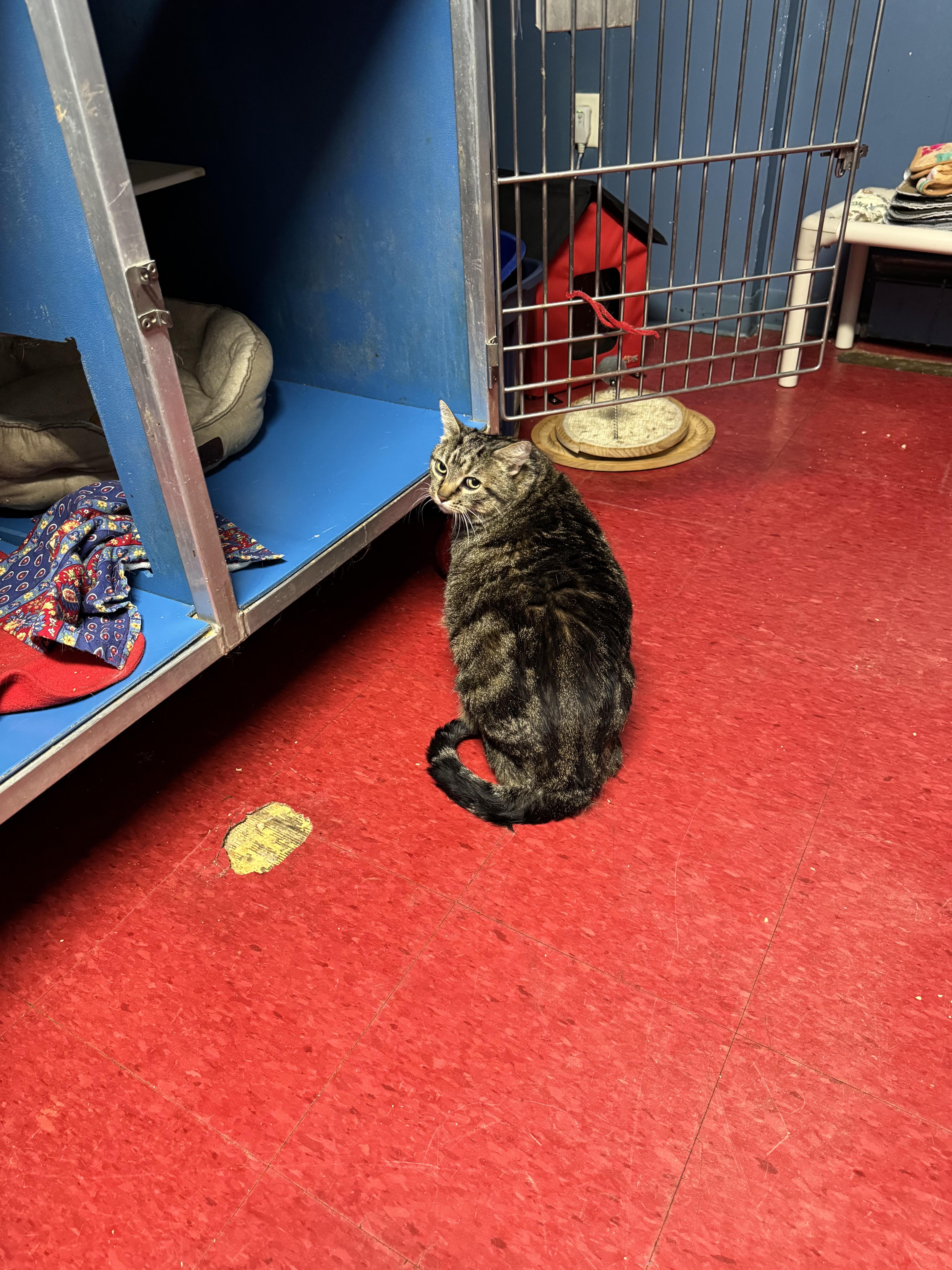 Enlarge Miss Kitty, an adopted Domestic Short Hair in Hoopeston, IL image 1/1