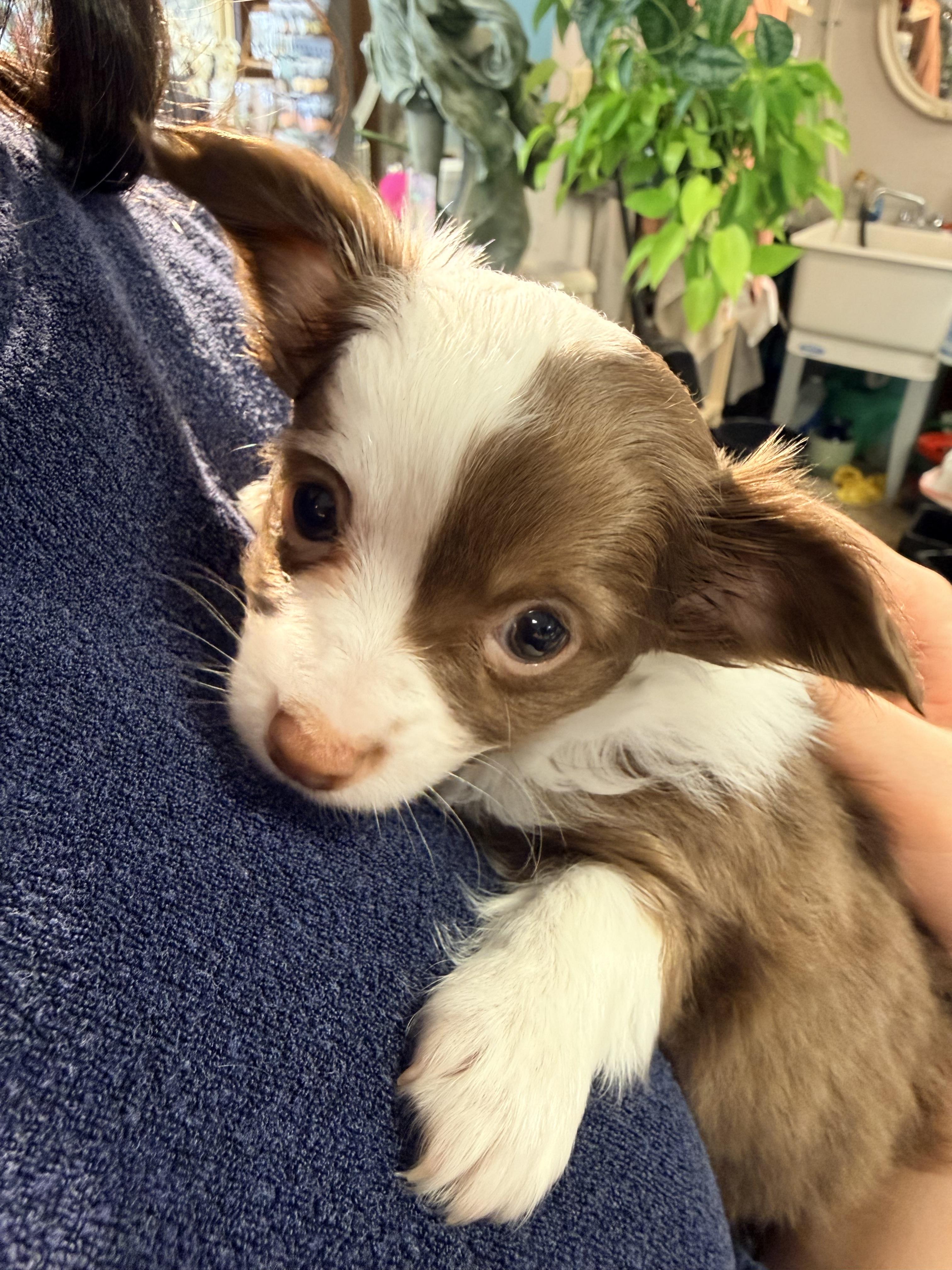Scoops, ADOPTABLE, Puppy Male Chihuahua.