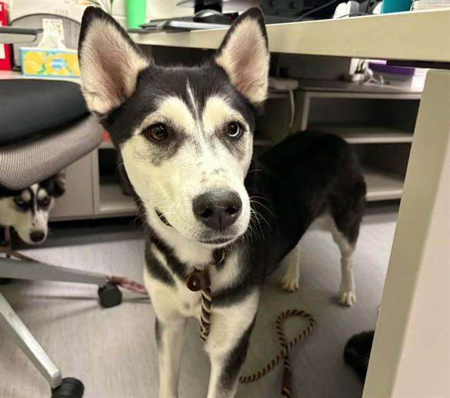 Enlarge LUNA, a Adoptable Siberian Husky in Colorado Springs, CO image 1/1