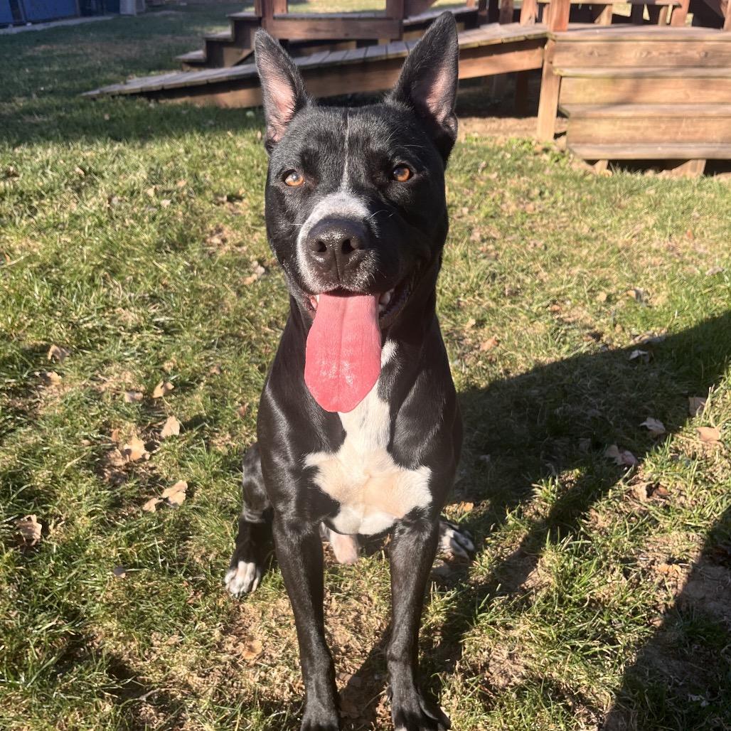 Popeye, Adoptable, Young Male Pit Bull Terrier.