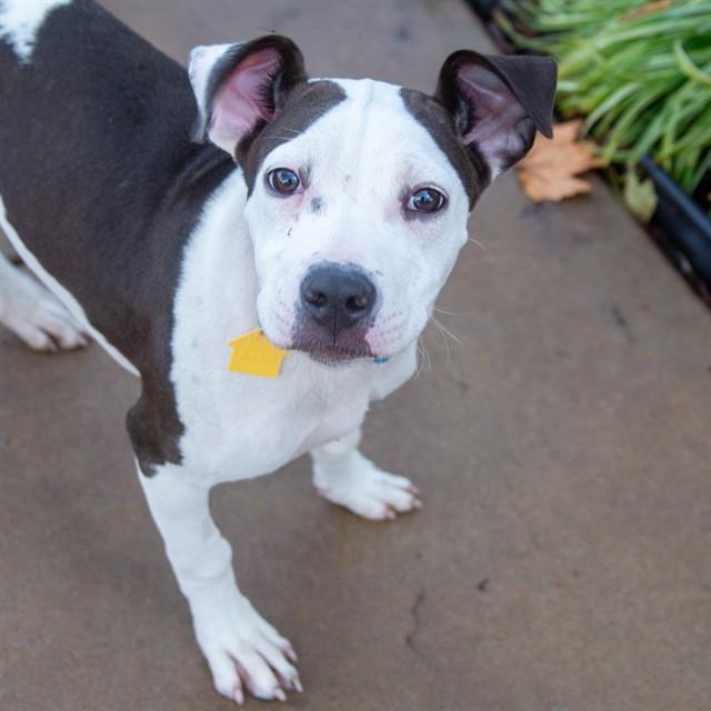 Enlarge LILLY, a Adoptable mixed breed in St. Louis, MO image 1/1