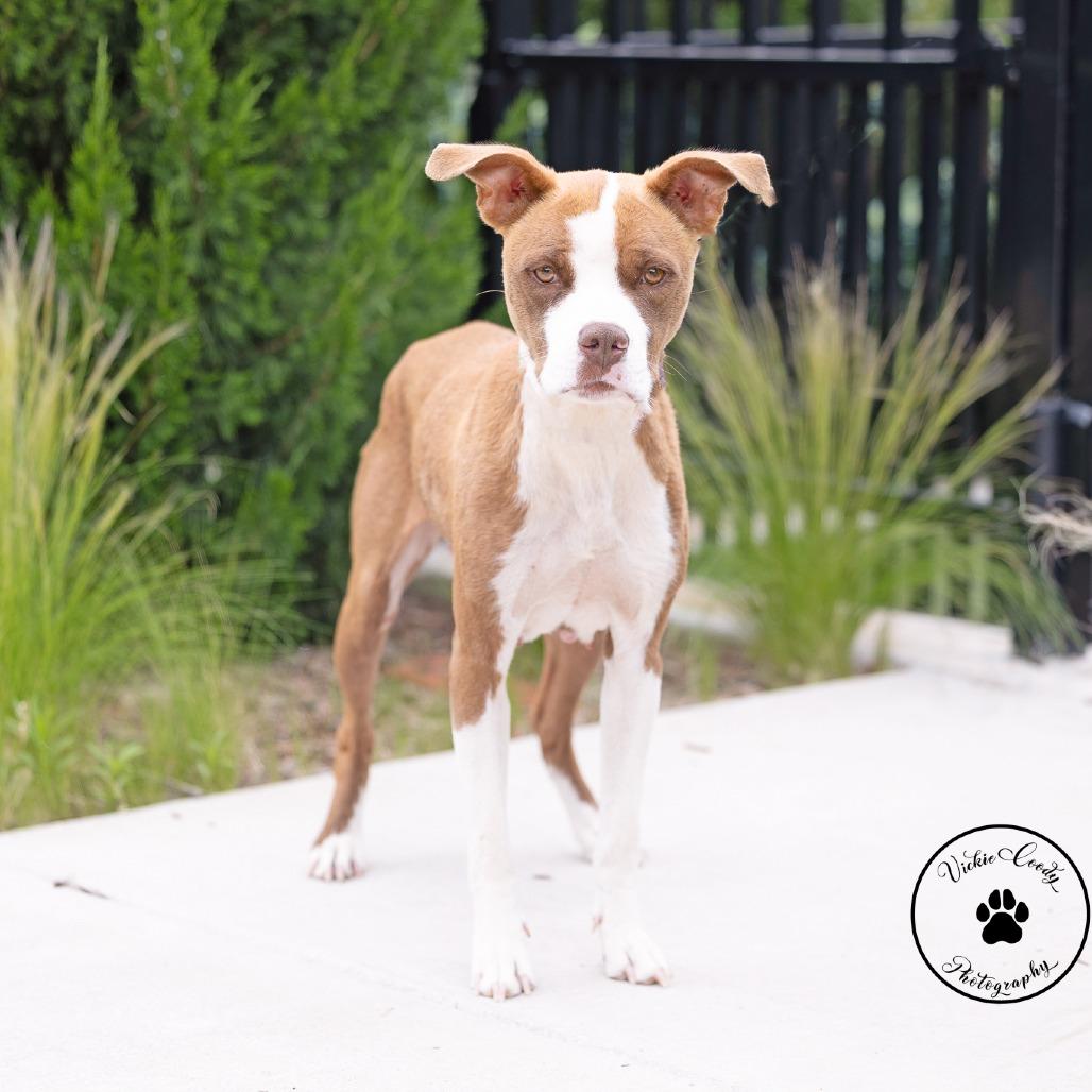 Lil Girl, Adoptable, Adult Female Mixed Breed.