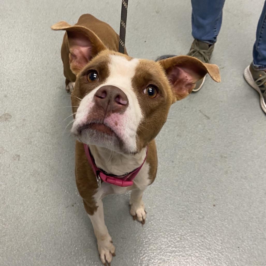 Lil Girl, a Adoptable Mixed Breed in Portland, OR image 2/4