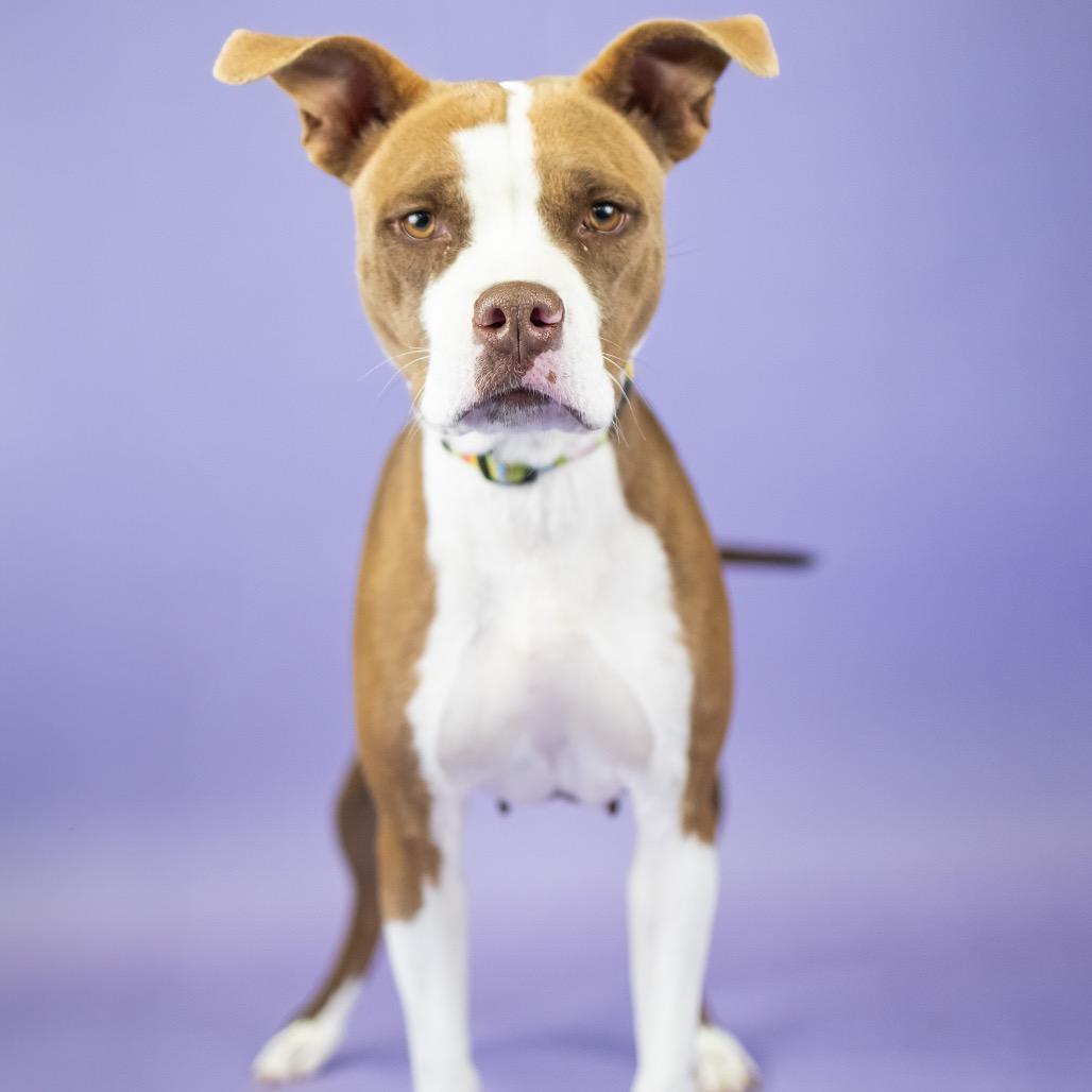 Lil Girl, a Adoptable Mixed Breed in Portland, OR image 3/4