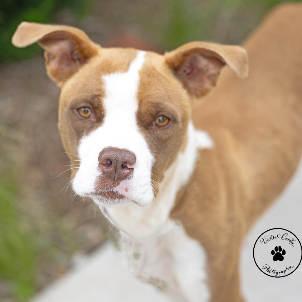 Lil Girl, a Adoptable Mixed Breed in Portland, OR image 4/4