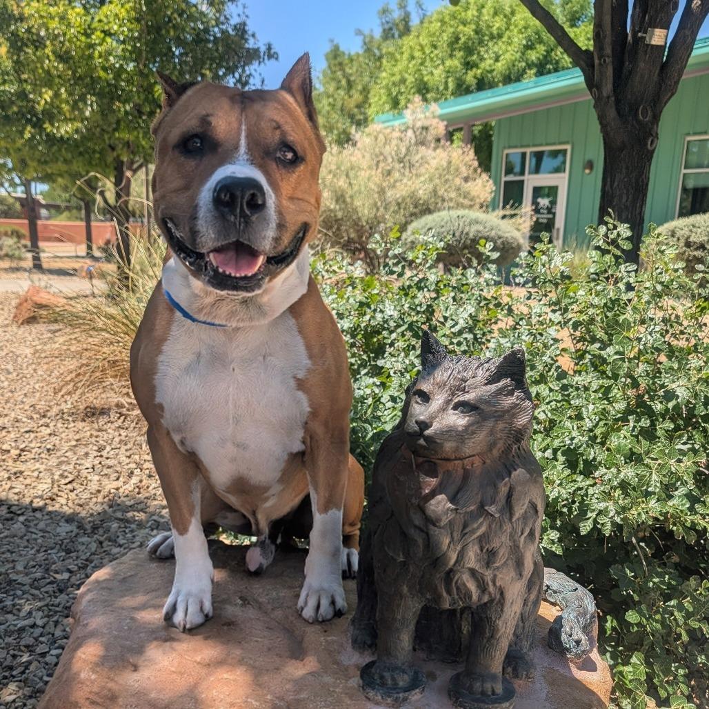 Capone, a Adoptable mixed breed in Albuquerque, NM image 1/6