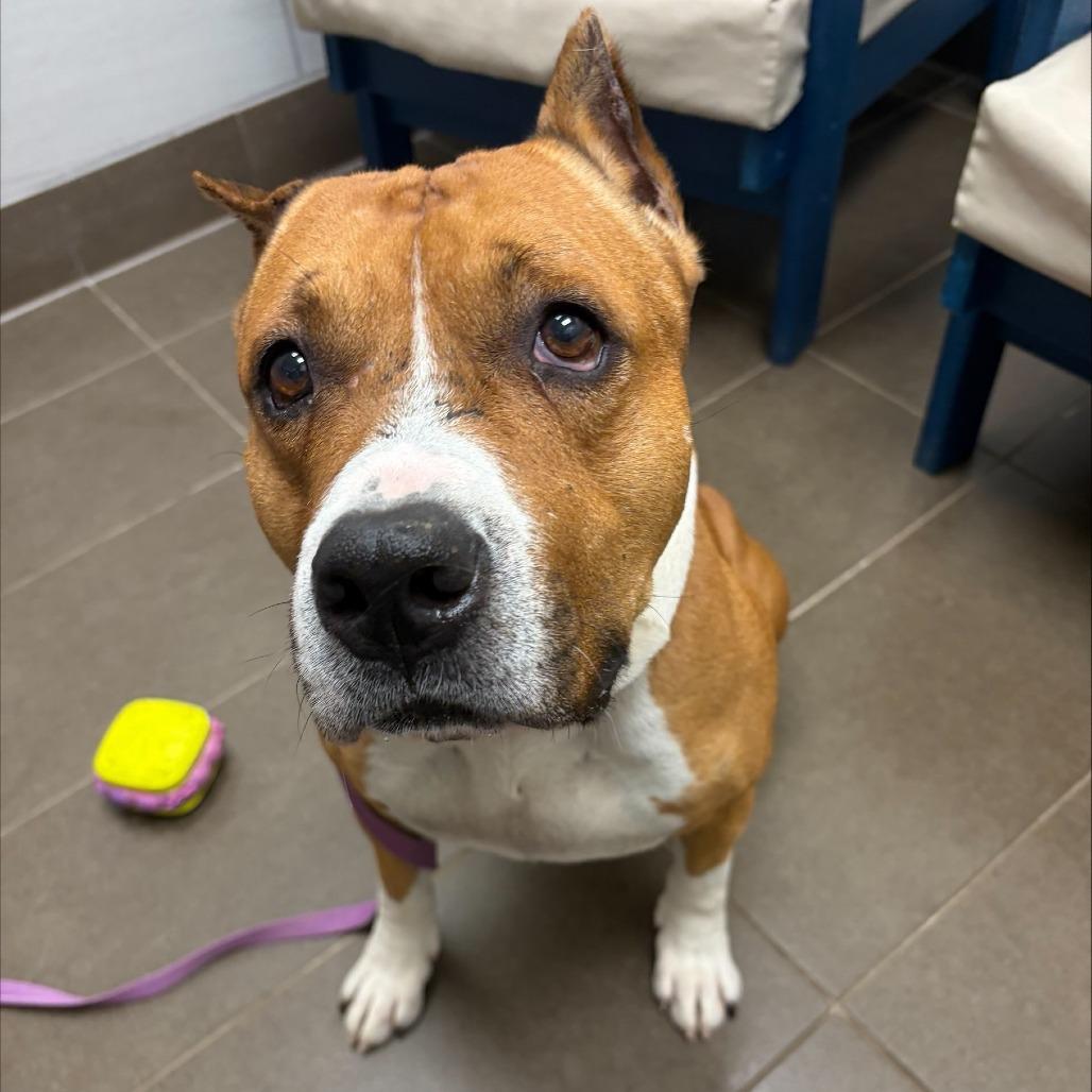 Capone, a Adoptable mixed breed in Albuquerque, NM image 2/6