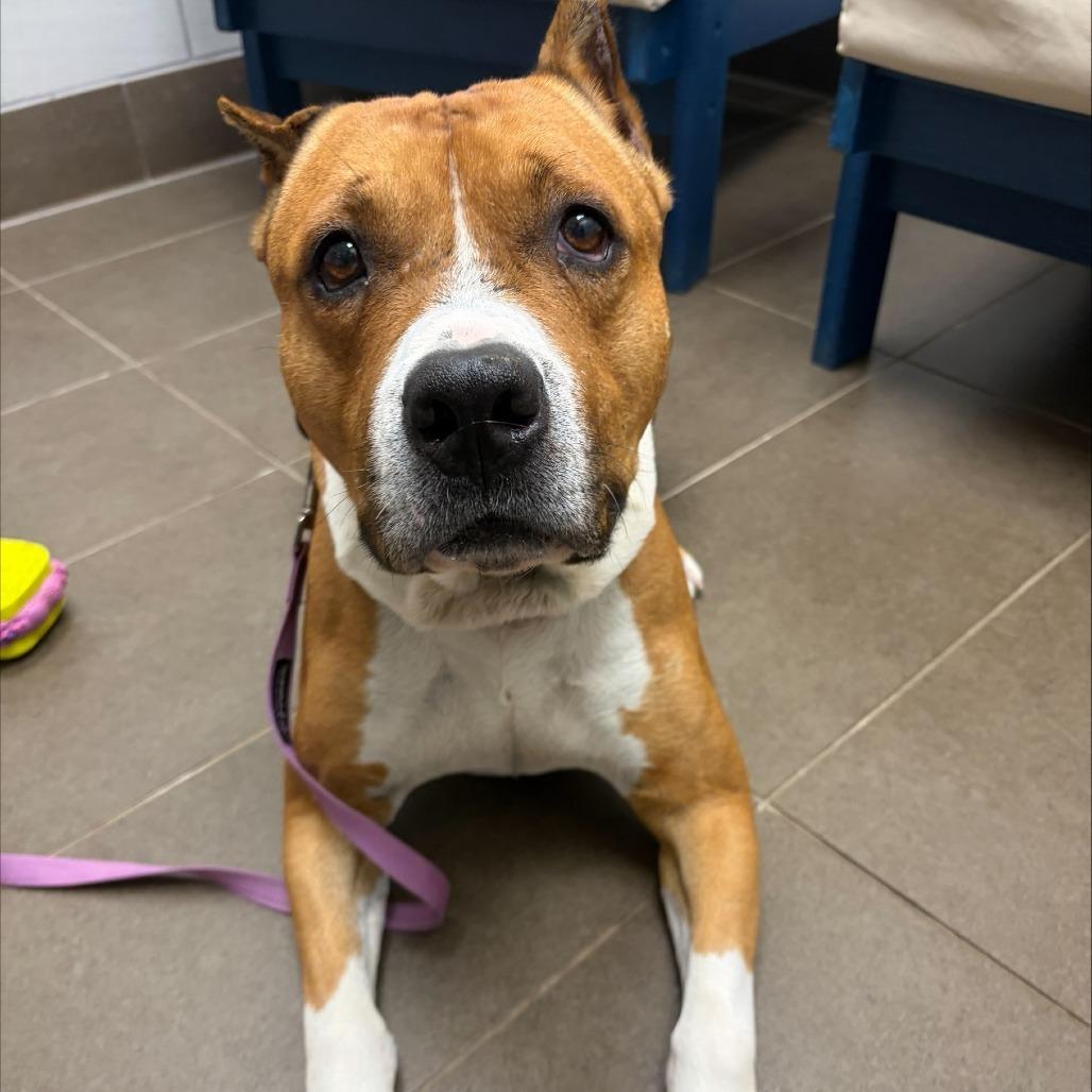 Capone, a Adoptable mixed breed in Albuquerque, NM image 3/6