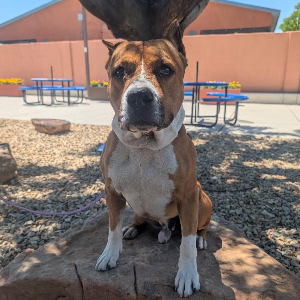 Capone, a Adoptable mixed breed in Albuquerque, NM image 4/6