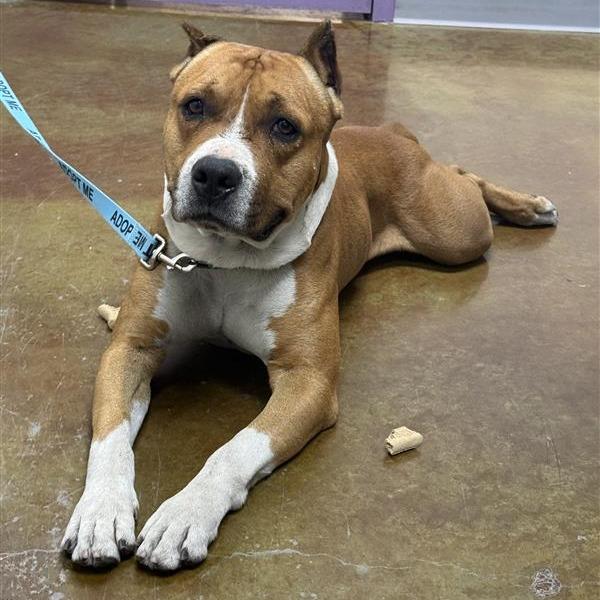 Capone, a Adoptable mixed breed in Albuquerque, NM image 5/6