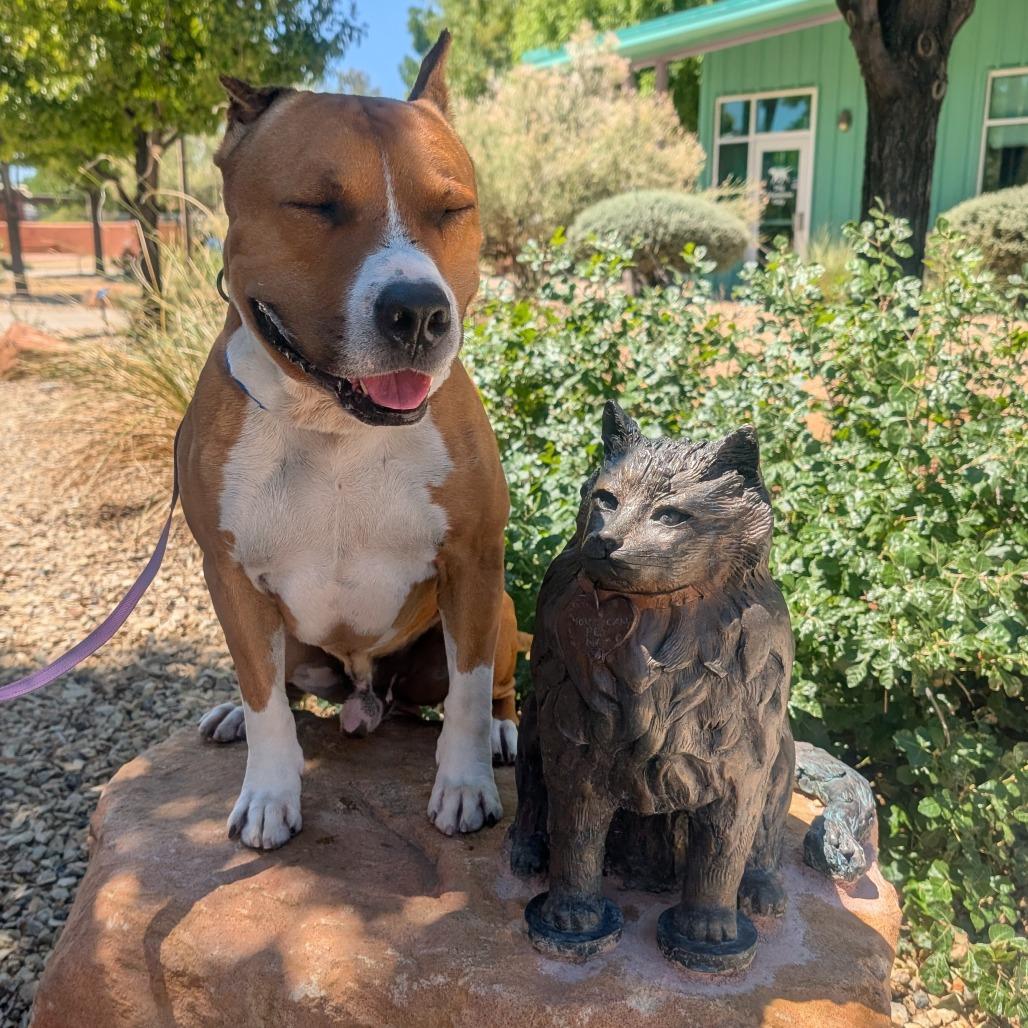 Capone, a Adoptable mixed breed in Albuquerque, NM image 6/6