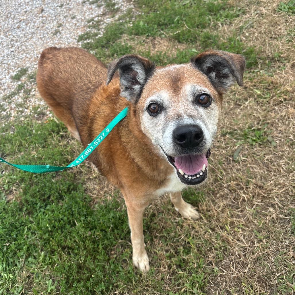 Enlarge Stella, a Adoptable mixed breed in Springfield, MO image 1/6