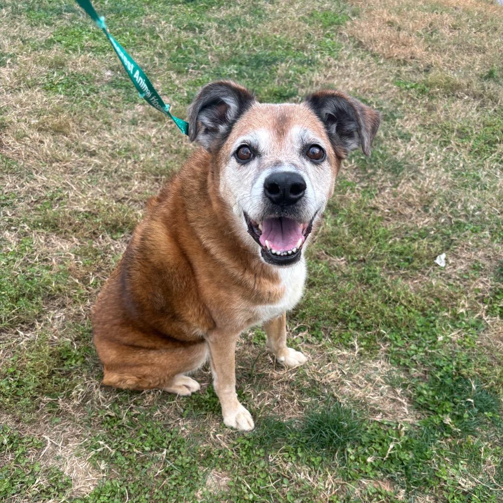 Enlarge Stella, a Adoptable mixed breed in Springfield, MO image 3/6