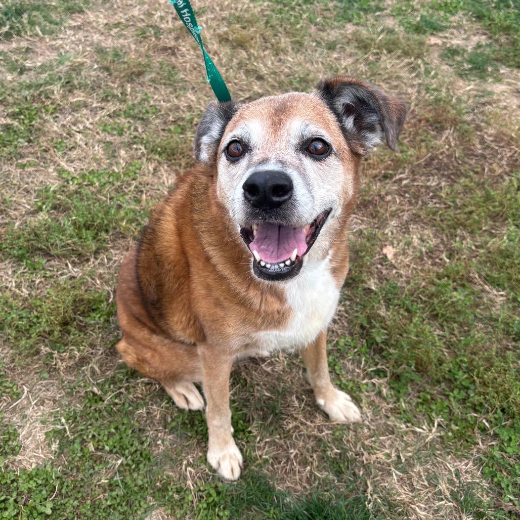 Enlarge Stella, a Adoptable mixed breed in Springfield, MO image 4/6