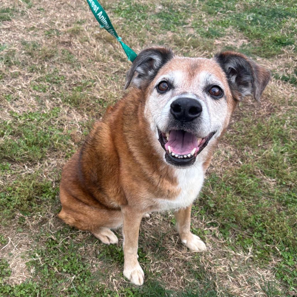 Enlarge Stella, a Adoptable mixed breed in Springfield, MO image 5/6