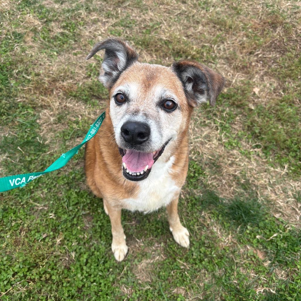 Enlarge Stella, a Adoptable mixed breed in Springfield, MO image 6/6