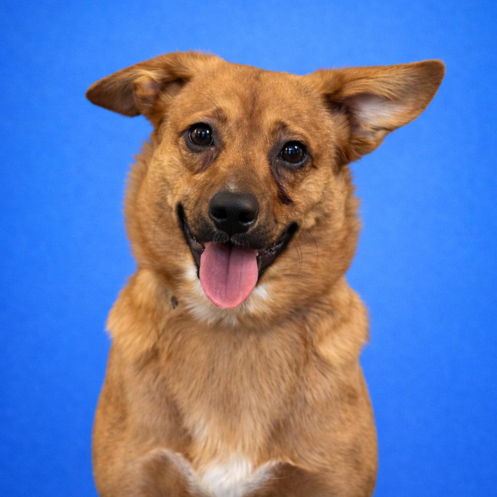Hank, a Adoptable mixed breed in Mankato, MN image 1/5