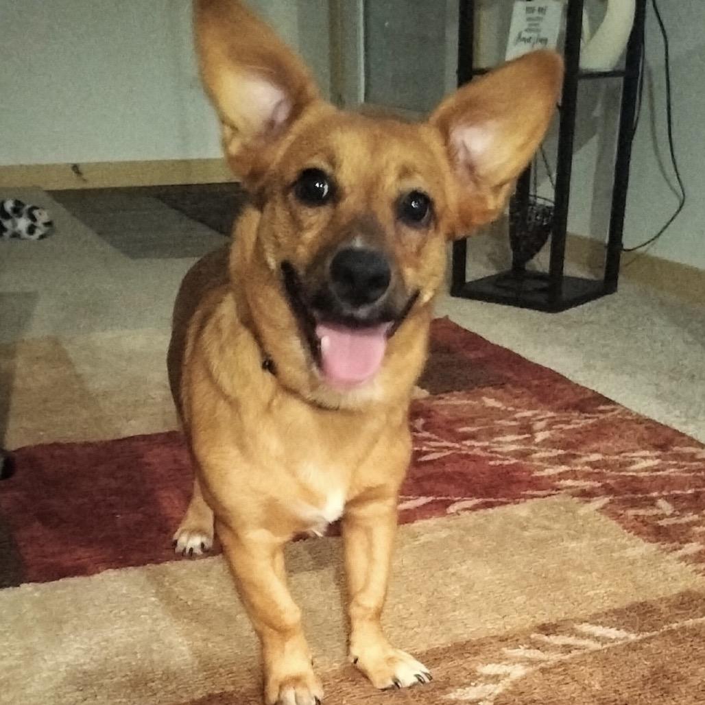 Hank, a Adoptable mixed breed in Mankato, MN image 3/5