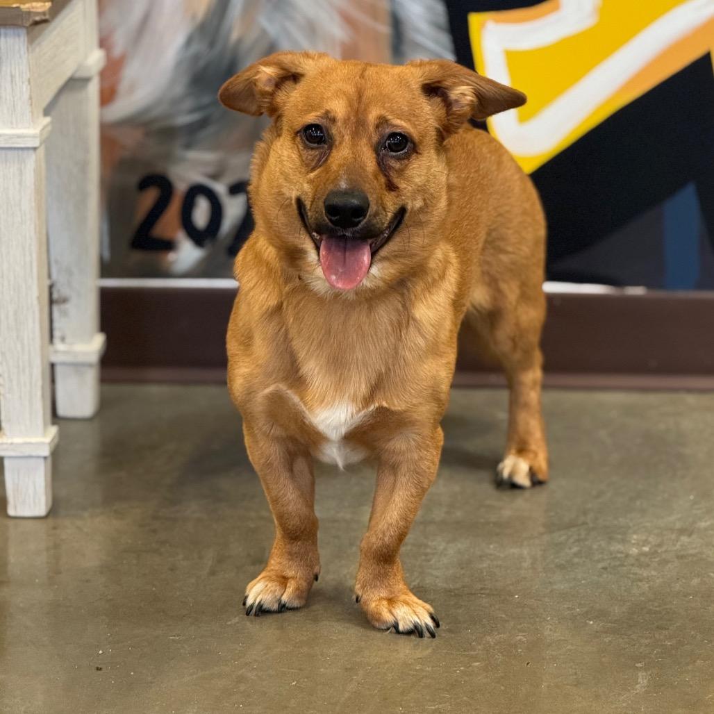 Hank, a Adoptable mixed breed in Mankato, MN image 5/5