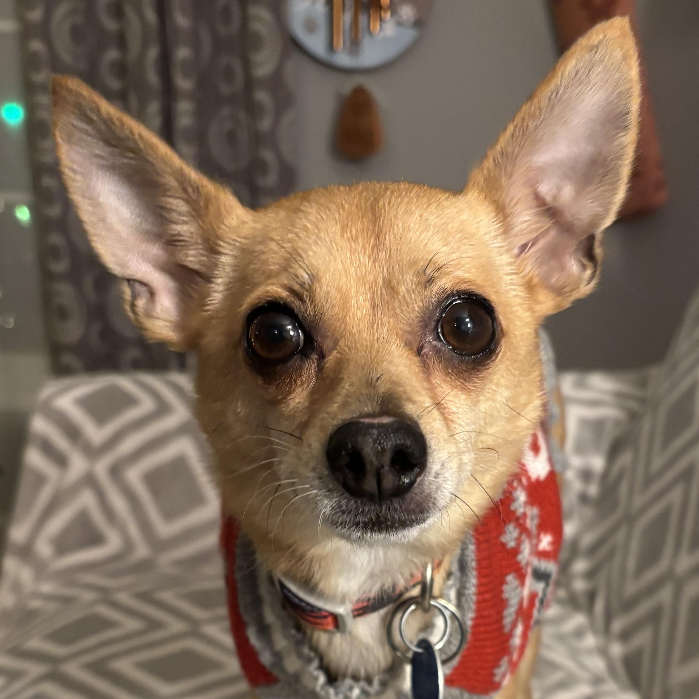 Timon, ADOPTABLE, Adult Male Chihuahua & Mixed Breed.