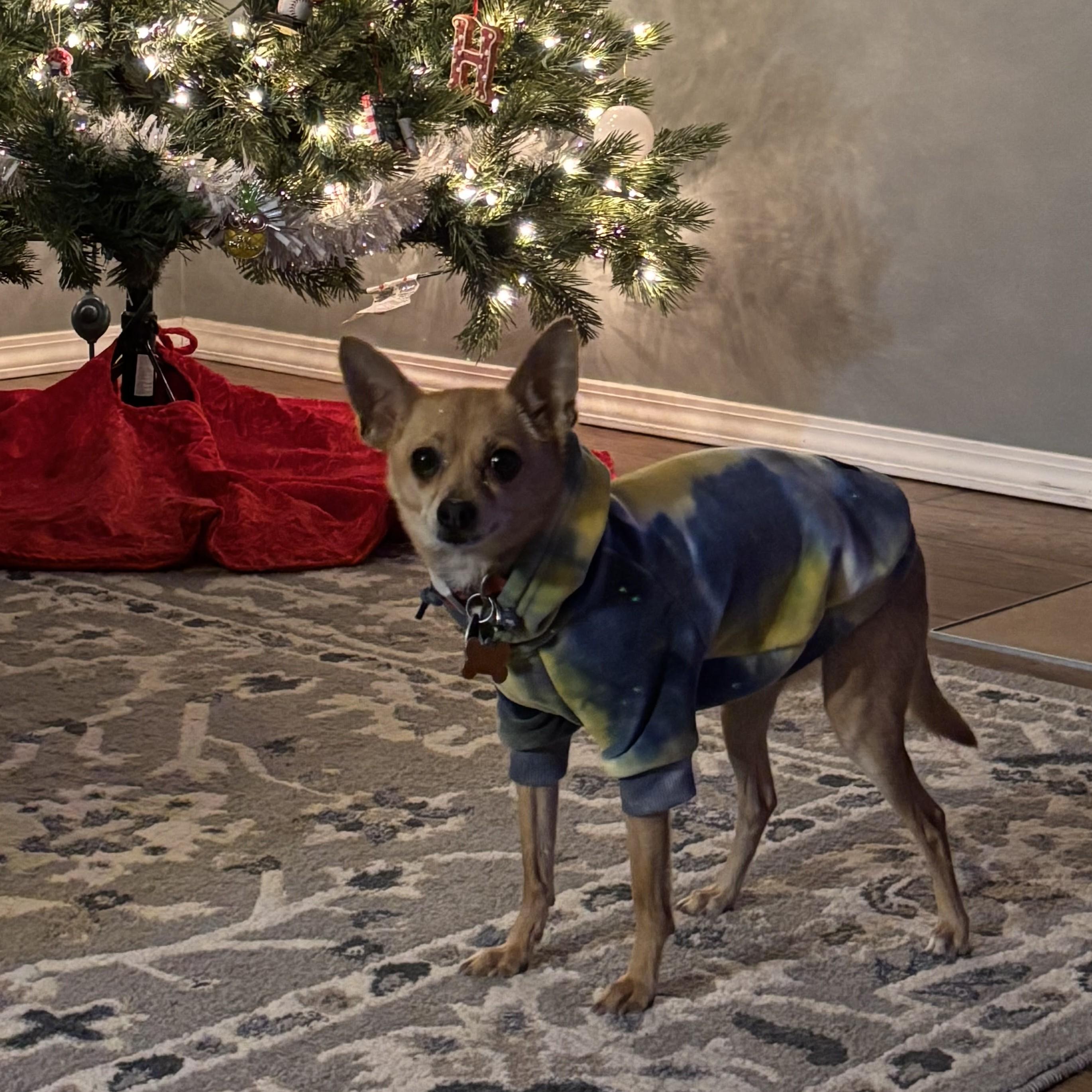 Enlarge Timon, a ADOPTABLE mixed breed in Normal, IL image 2/6