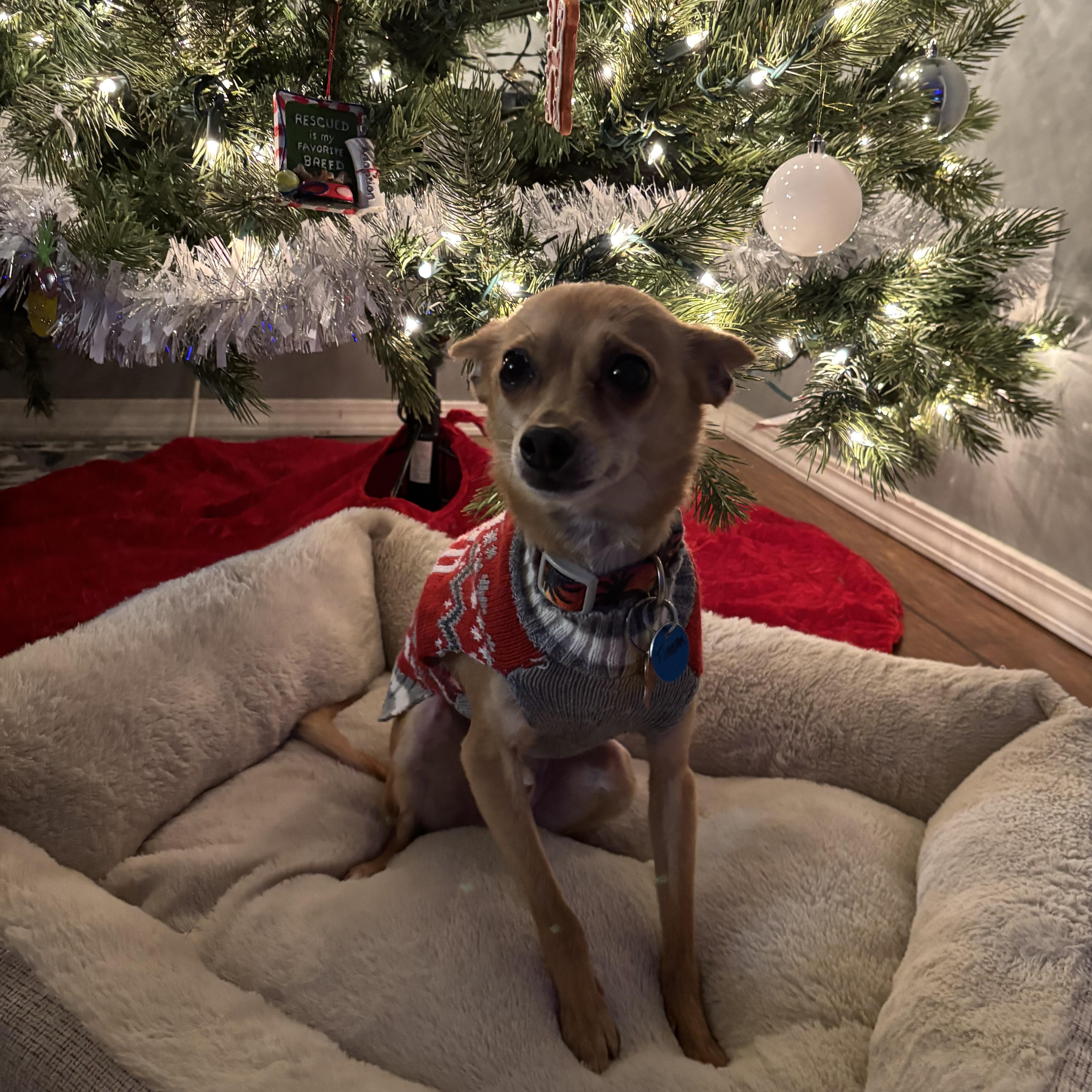 Enlarge Timon, a ADOPTABLE mixed breed in Normal, IL image 3/6